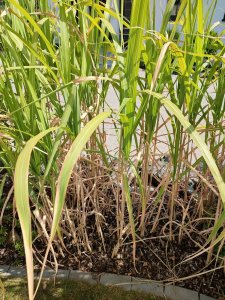 Schilf abzugeben - kerngesund und etwa 1.80m hoch