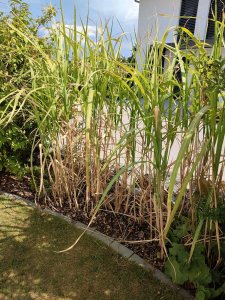 Schilf abzugeben - kerngesund und etwa 1.80m hoch