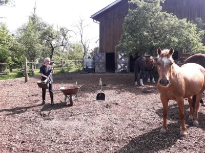 Stallhilfe gesucht / Pferdeliebhaber